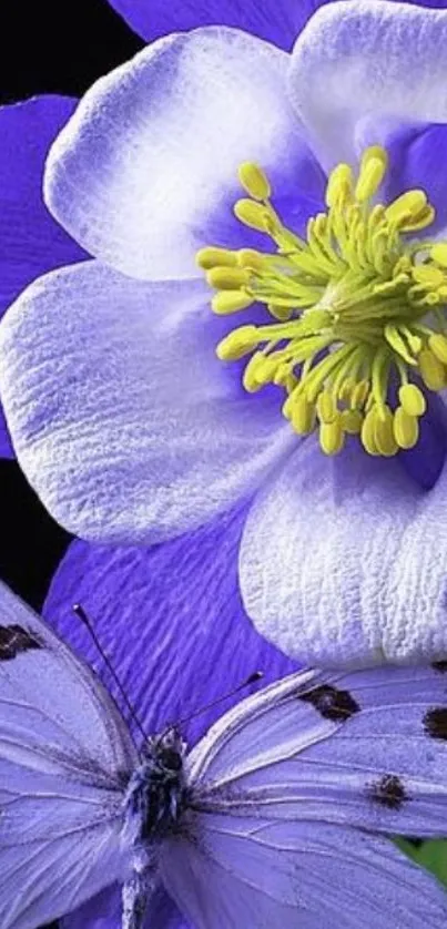 Purple columbine flower and butterfly in vibrant wallpaper.