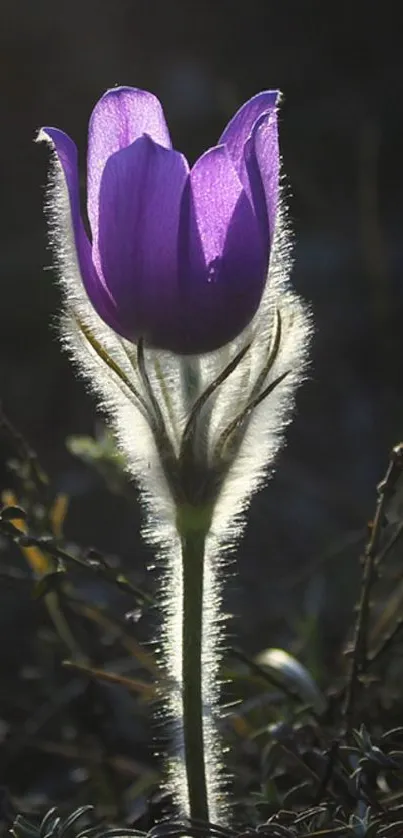 A vibrant purple flower on a dark natural background.