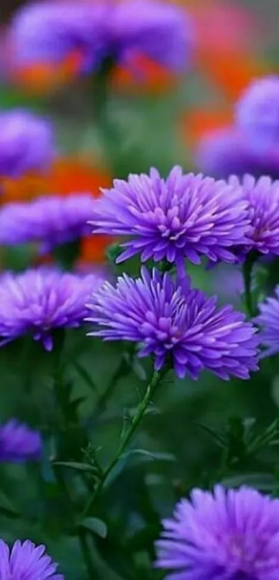 Vibrant purple aster flowers in full bloom with colorful background.