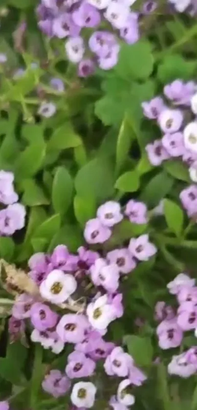 Vibrant purple flowers with green leaves background.