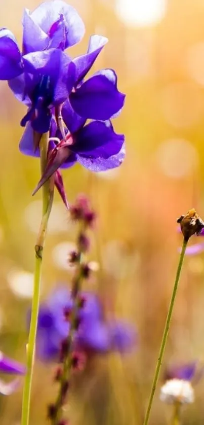 Purple flower with bokeh effect on warm background.