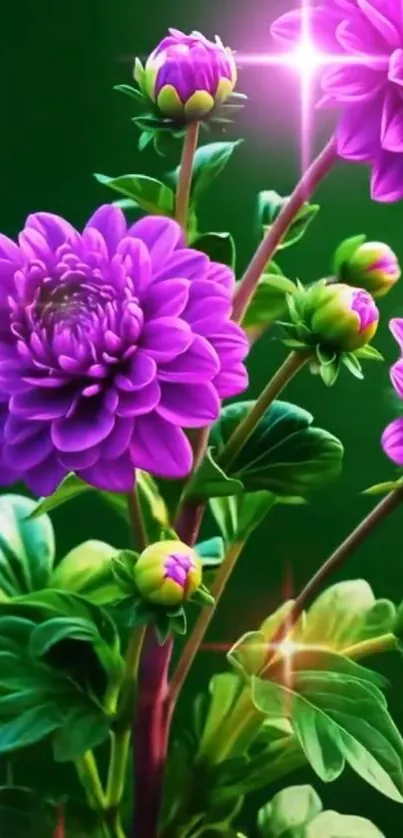 Vibrant purple flowers with green leaves.