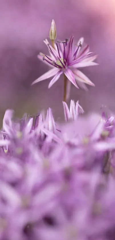 Close-up of vibrant purple flower blooming elegantly.