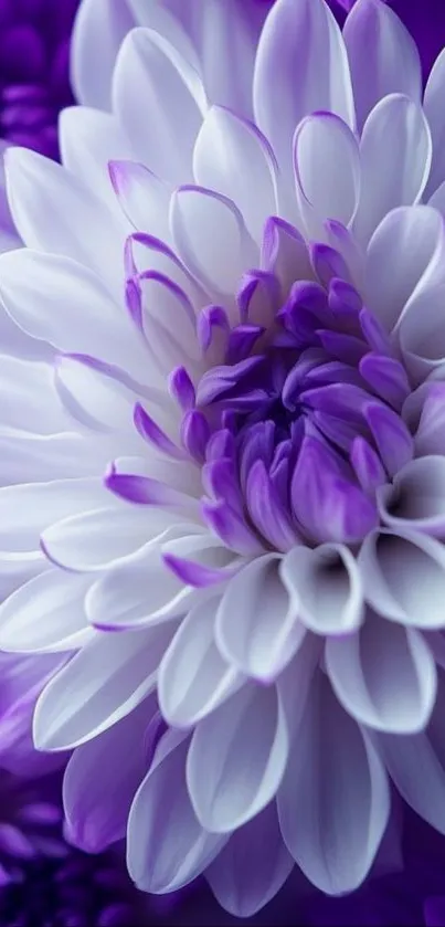 Close-up of a vibrant purple flower in full bloom.