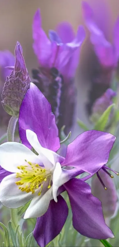 Purple flower close-up with delicate petals.