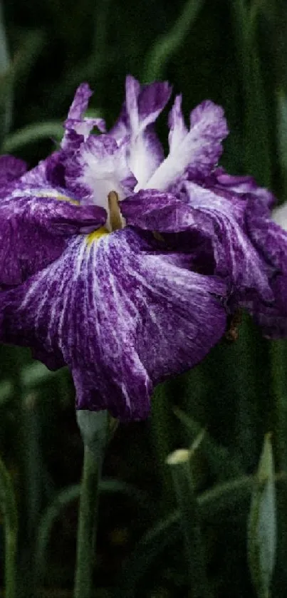 Purple flower with lush green leaves wallpaper.