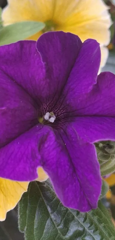 Closeup of a vibrant purple flower with green leaves and yellow background.