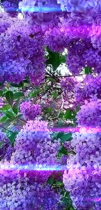 Vibrant purple flower blossoms with lush green leaves.