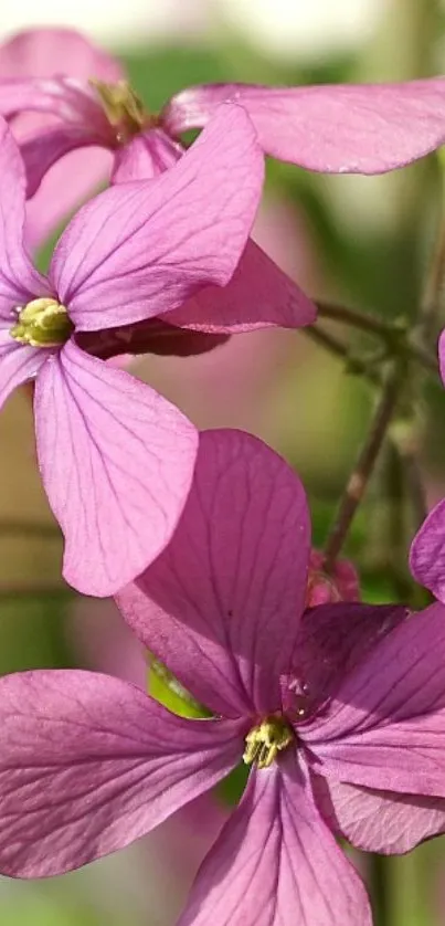 Vibrant purple flower blossoms wallpaper.