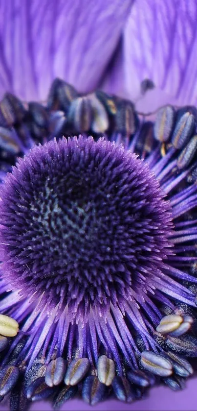 Close-up of a vibrant purple flower with detailed petals and center.