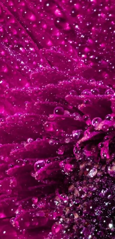 Close-up of a vibrant purple flower with water droplets on petals.