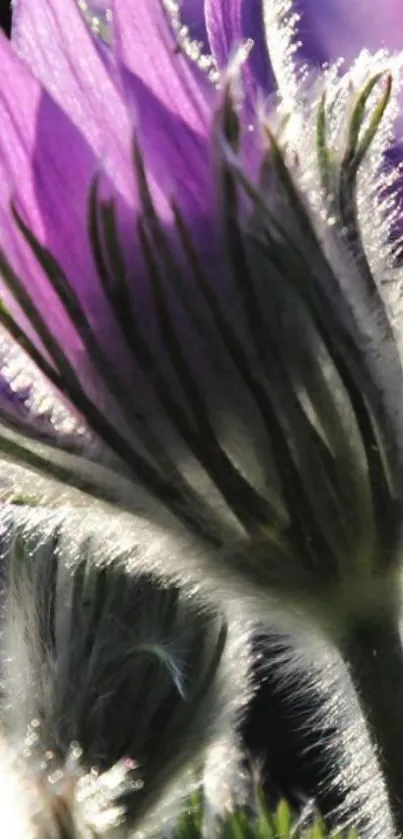 Close-up of a vibrant purple flower with green leaves.