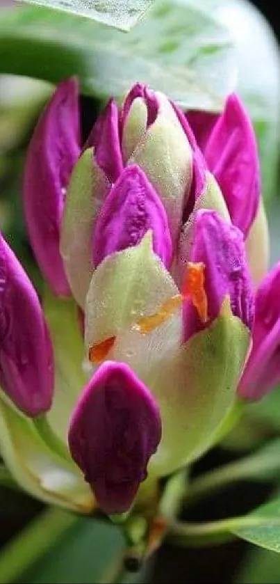 Close-up of a vibrant purple flower with lush green leaves.