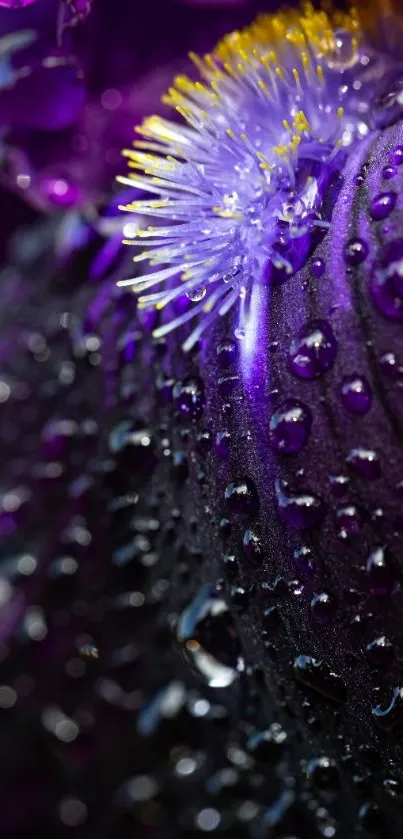 Close-up of a purple flower with dew droplets and vibrant colors.