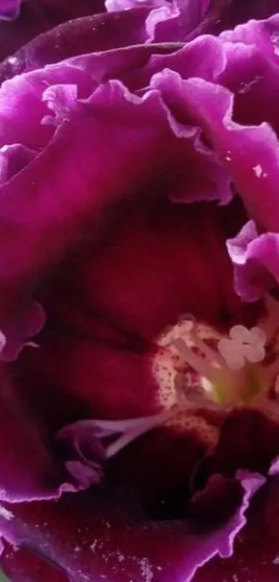 Close-up of a vibrant purple flower showcasing its intricate petals.