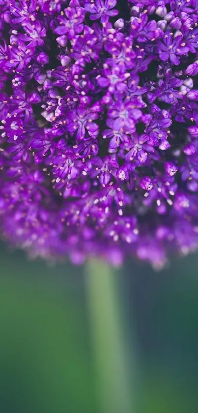 Close-up of a vibrant purple flower with detailed petals.