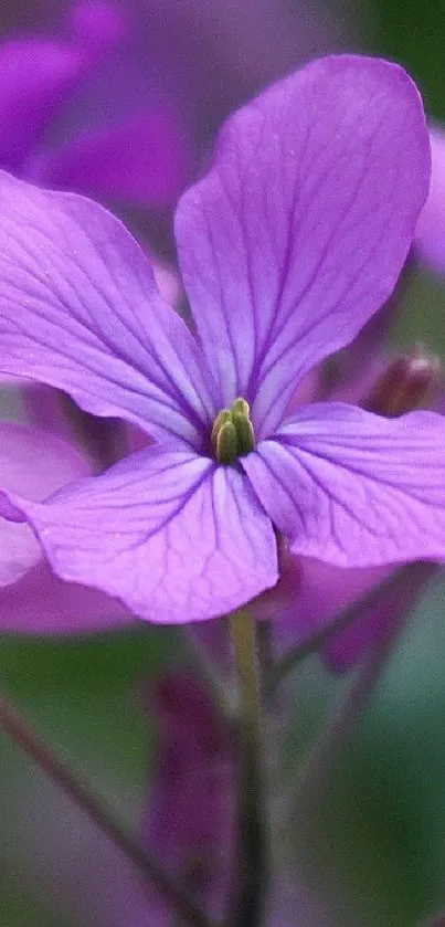 Close-up of a vibrant purple flower with delicate petals.