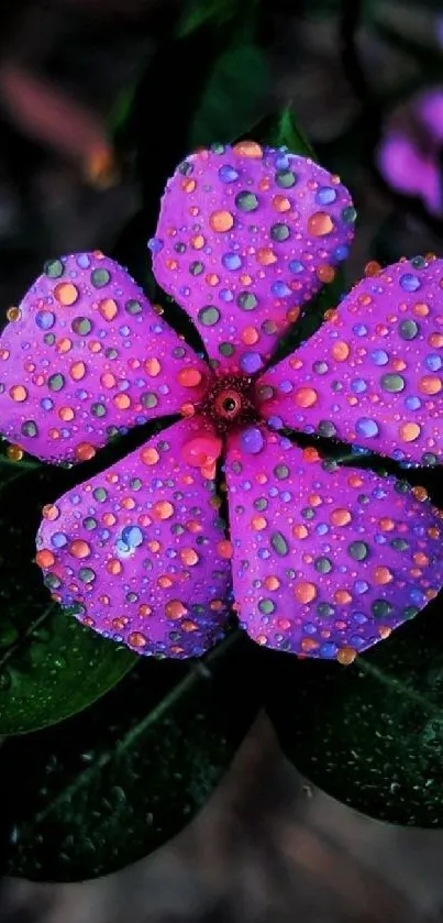 Closeup of a vibrant purple flower with dewdrops on petals.