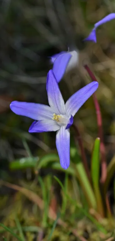 Close-up of a vibrant purple wildflower in natural surroundings.