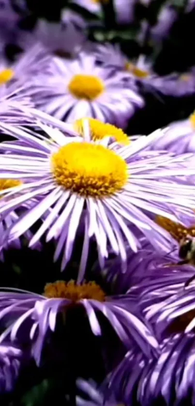 Mobile wallpaper of purple daisies with yellow centers and a bee.