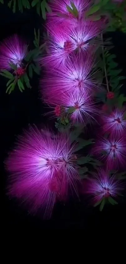 Purple flowers against a dark background, showcasing vibrant petals.