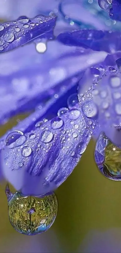 Close-up of purple petals with water droplets in stunning wallpaper.