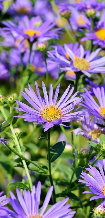 Mobile wallpaper with vibrant purple flowers in a lush field.