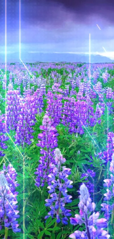 Field of vibrant purple flowers under dramatic sky.