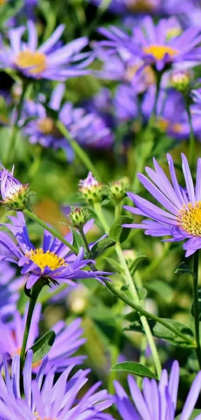 Purple flowers field mobile wallpaper, vibrant and fresh.