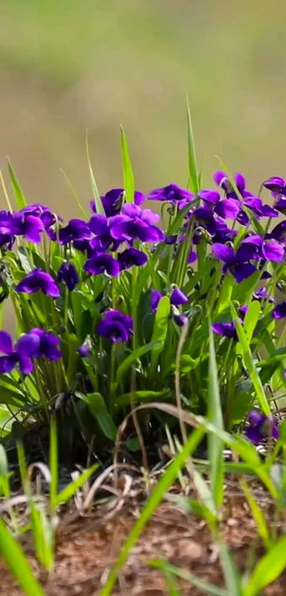 Vibrant purple flowers amidst lush green grass.