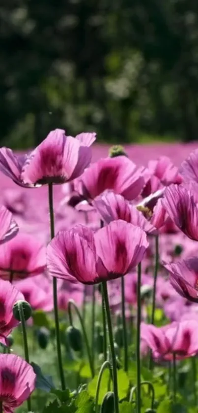 Purple flowers blooming in a lush field.