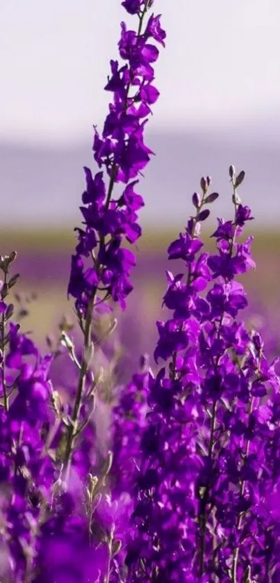 Vibrant purple flowers in a serene field landscape.