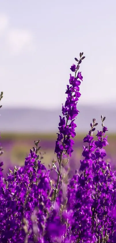 Vibrant purple flowers in a tranquil field under a soft sky.