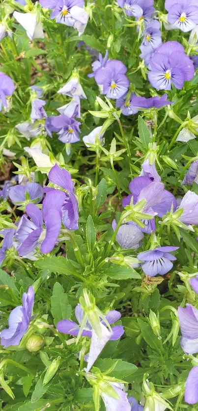 Vibrant purple flowers with green leaves for mobile wallpaper.