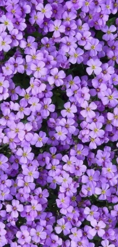 Cluster of vibrant purple flowers with lush green background.