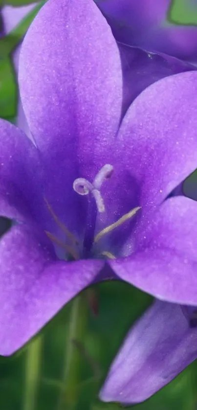 Vibrant purple flower in full bloom on a mobile wallpaper background.