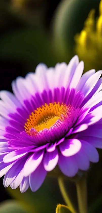 Close-up of a vibrant purple flower with detailed petals against a dark background.