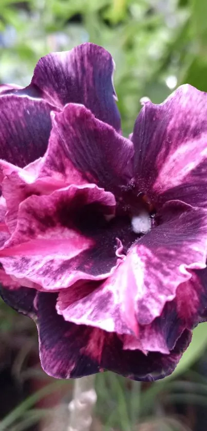 Close-up of a vibrant purple and pink flower in a garden setting.