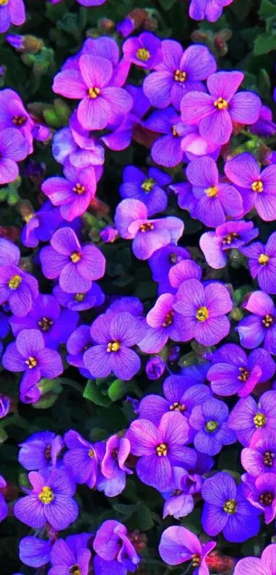 Vibrant purple flowers close-up wallpaper.