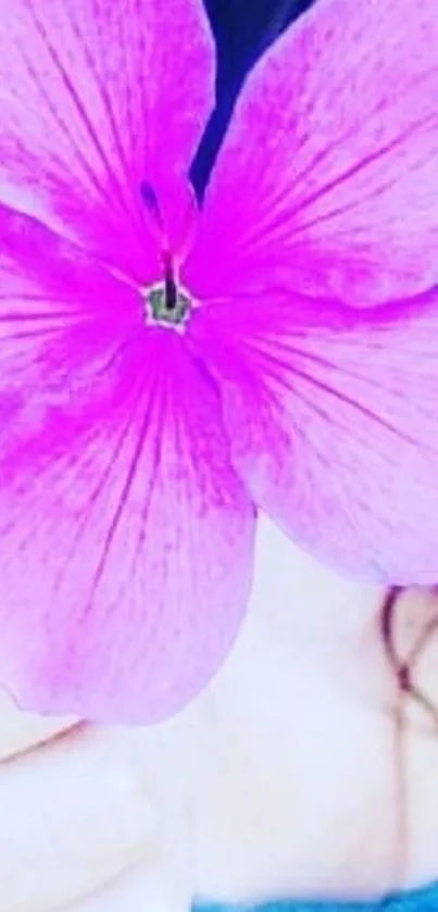 Close-up of a vibrant purple flower with delicate petals.