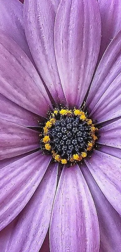 Close-up of a vibrant purple daisy flower with yellow center details.