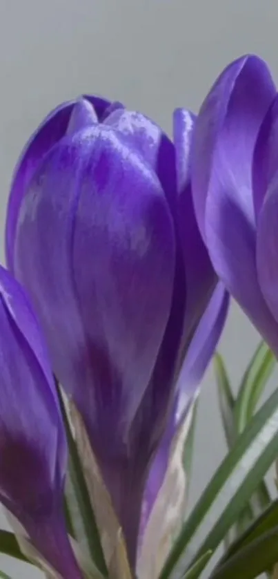 Close-up of vibrant purple flowers with lush green leaves.