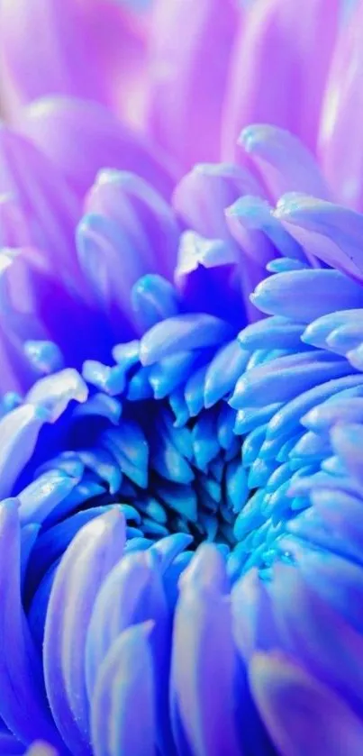 Close-up of a vibrant purple flower with blue accents for mobile wallpaper.