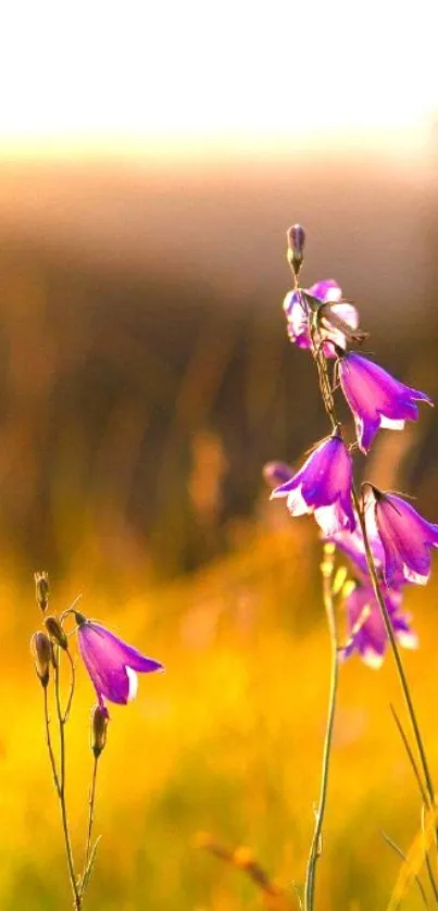 Purple flowers in golden sunset background, creating a calming mobile wallpaper.