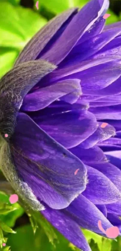 Purple flower with green leaves wallpaper.