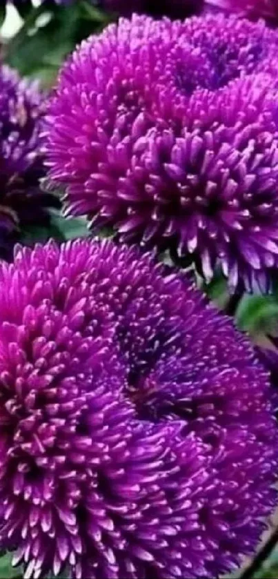 Vibrant purple flowers with lush green leaves.