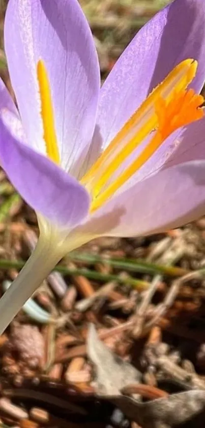 Close-up of a vibrant purple flower with sunlight highlighting its delicate petals.