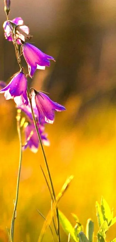 Purple wildflower in sunlit meadow with a bright yellow background.