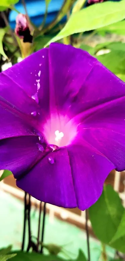 Close-up of a vibrant purple flower with green leaves.