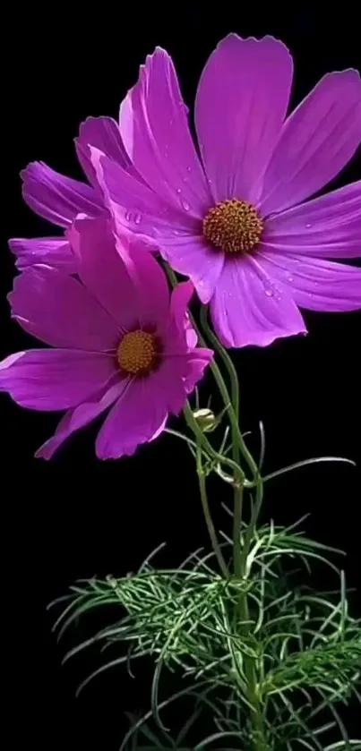 Vibrant purple flowers on black background mobile wallpaper.